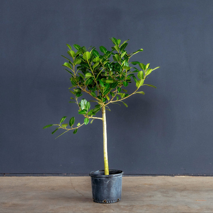 Ficus Audrey Tree Standard (Ficus benghalensis) 10 inch