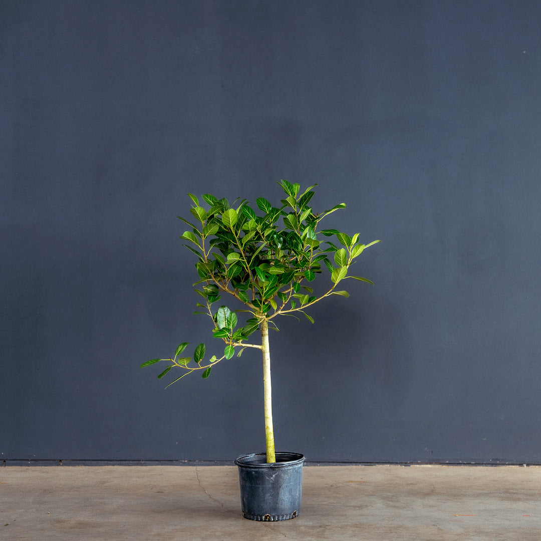 Ficus Audrey Tree Standard (Ficus benghalensis) 14 inch