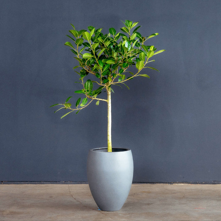 Ficus Audrey Tree Standard (Ficus benghalensis) 10 inch