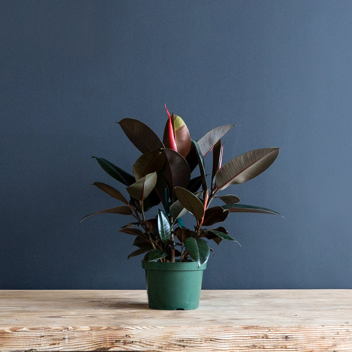 Rubber Plant (Ficus Elastica Burgundy)