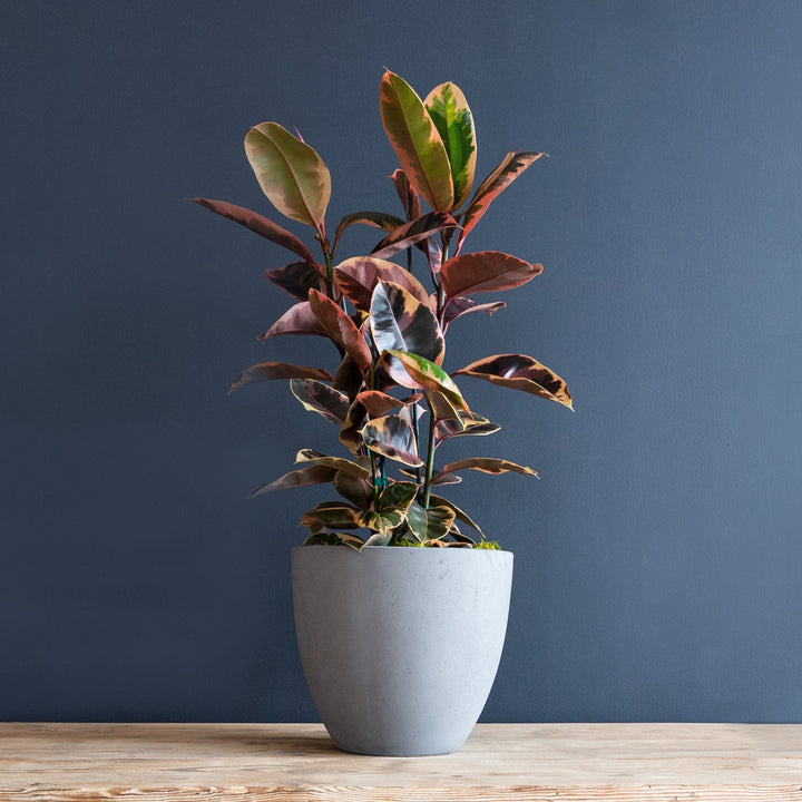 Rubber Plant (Ficus Elastica Ruby) 12 inch