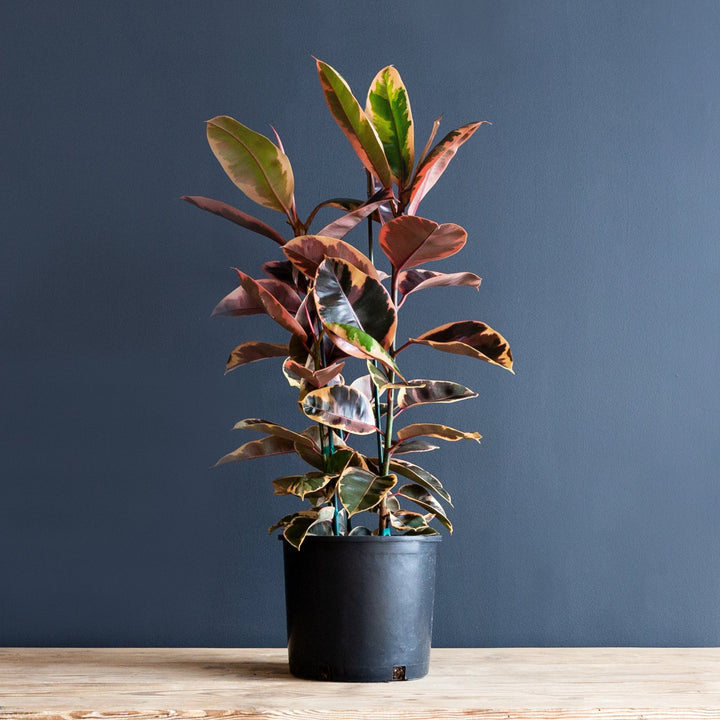 Rubber Plant (Ficus Elastica Ruby) 12 inch