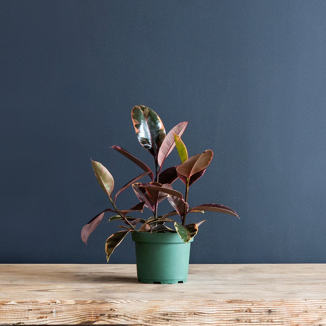 Rubber Plant (Ficus Elastica Ruby)