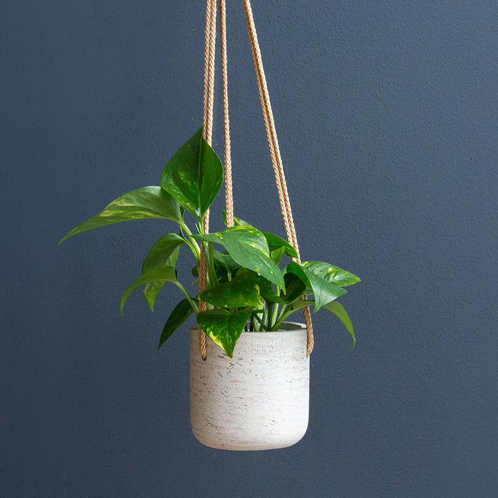 Golden Pothos (Epipremnum Aureum) 4 inch