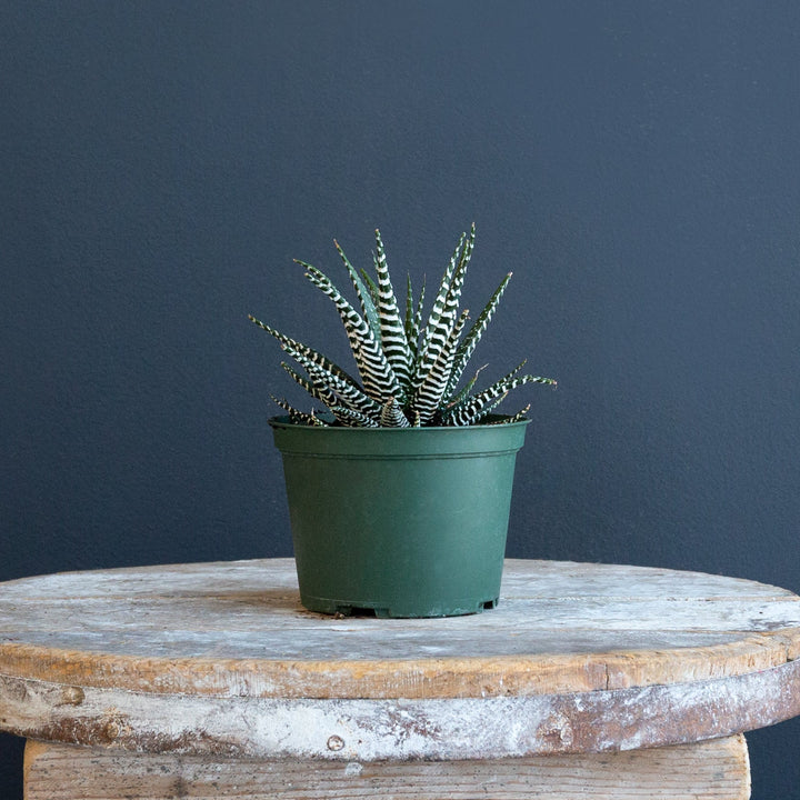 Zebra Plant (Haworthia Fasciata) 6 inch