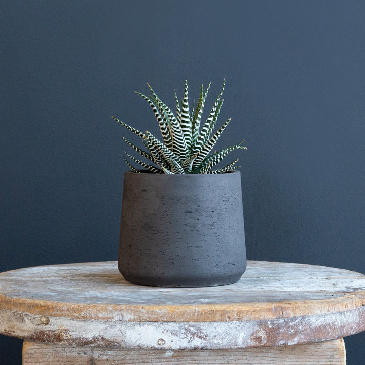 Zebra Plant (Haworthia Fasciata) 6 inch