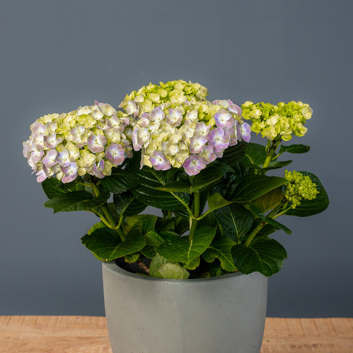 Hydrangea (Hydrangea macrophylla) 6 inch