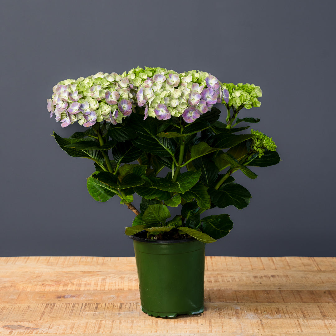 Hydrangea (Hydrangea macrophylla) 6 inch