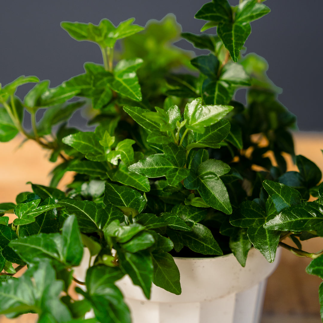 Ivy Shamrock (Hedera helix) 6 inch