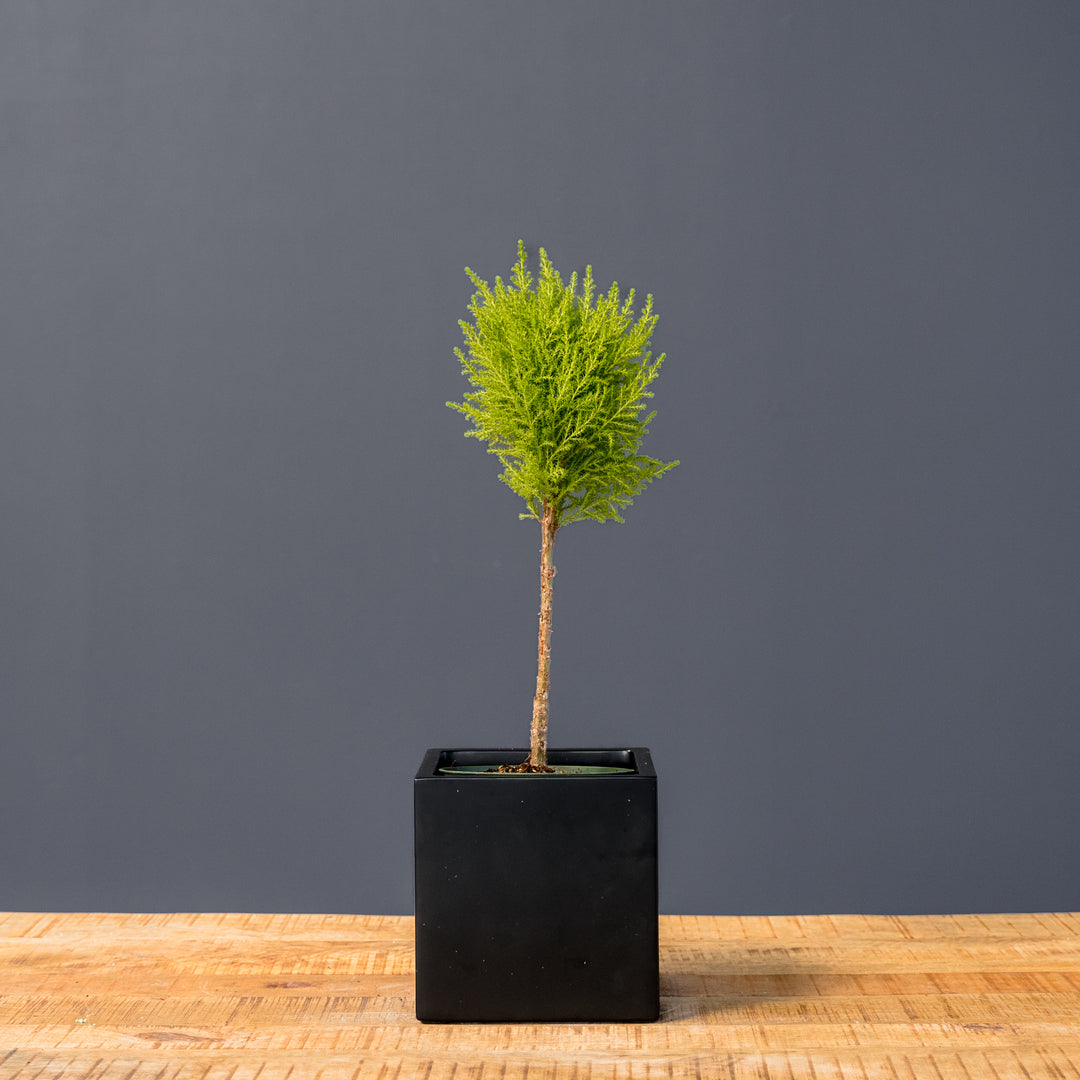 Lemon Cypress Topiary (Cupressus macrocarpa) 6 inch