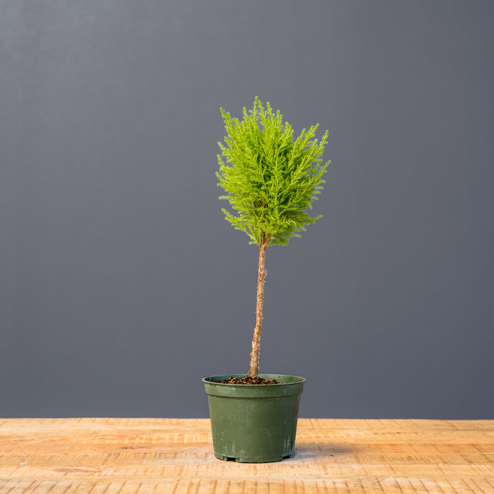 Lemon Cypress Topiary (Cupressus macrocarpa) 6 inch