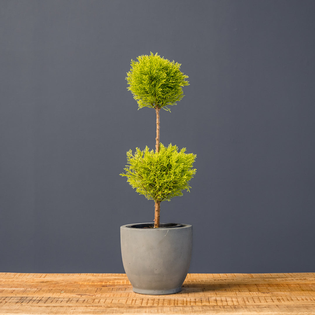 Lemon Cypress Topiary Double Ball (Cupressus macrocarpa) 8 inch