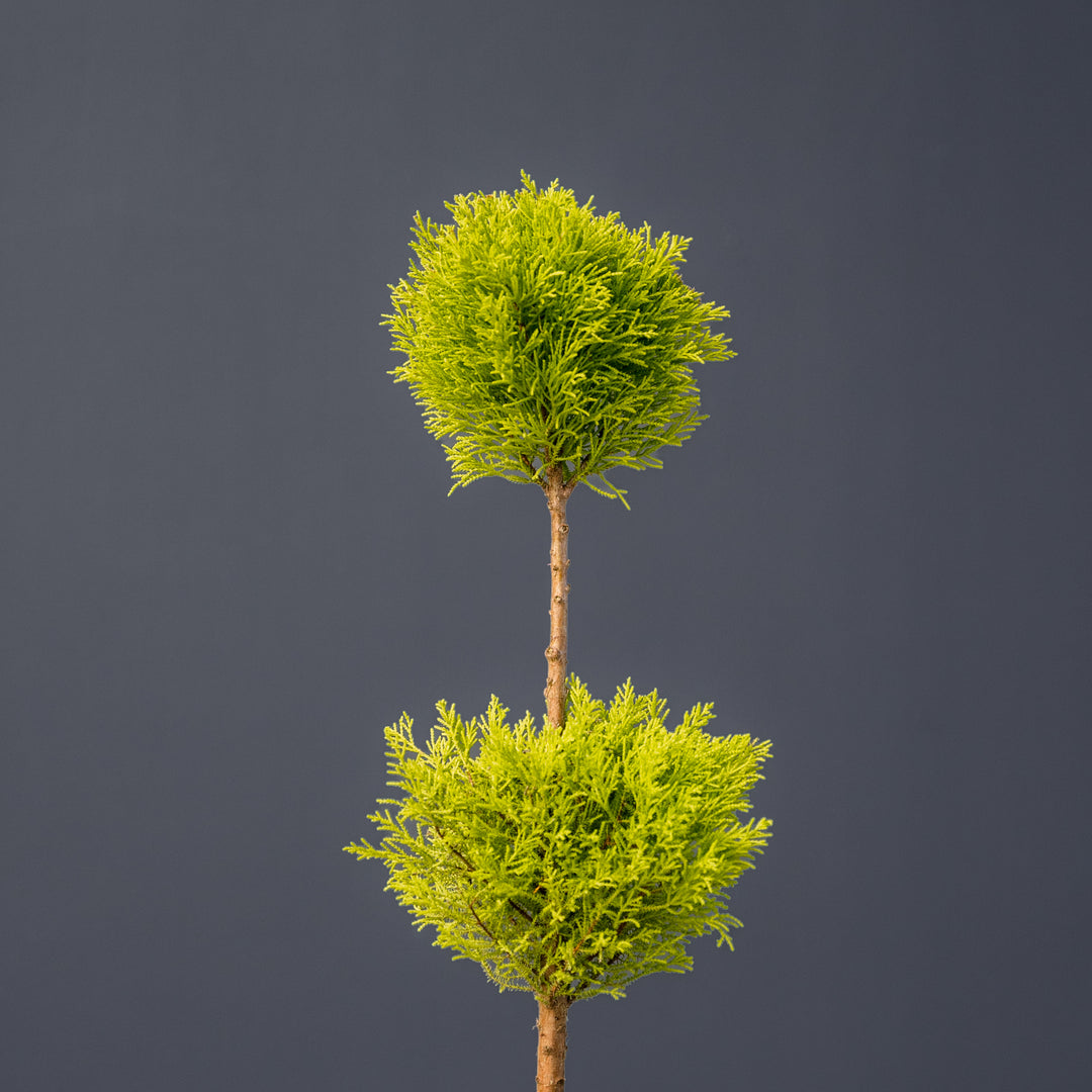 Lemon Cypress Topiary Double Ball (Cupressus macrocarpa) 8 inch