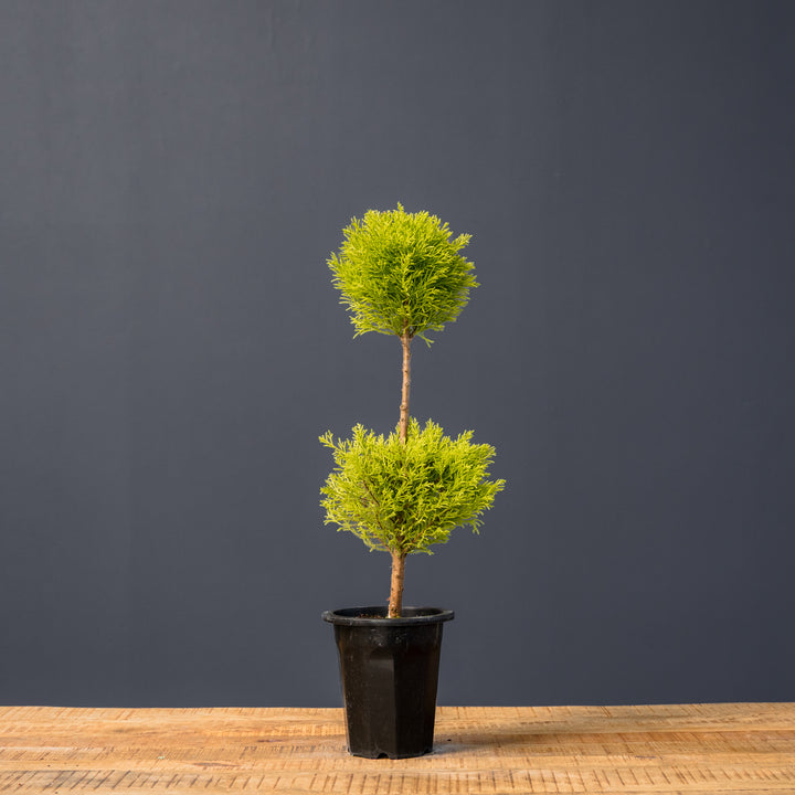 Lemon Cypress Topiary Double Ball (Cupressus macrocarpa) 8 inch