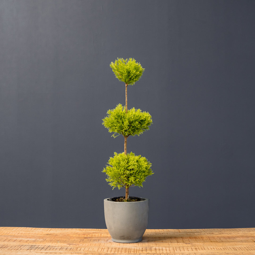 Lemon Cypress Topiary Triple Ball (Cupressus macrocarpa) 8 inch