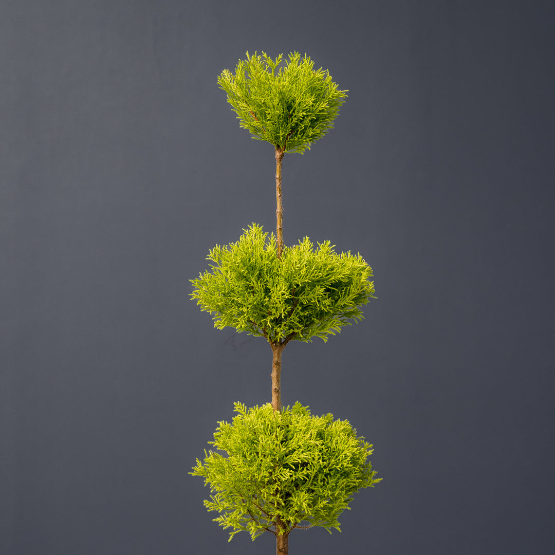 Lemon Cypress Topiary Triple Ball (Cupressus macrocarpa) 8 inch