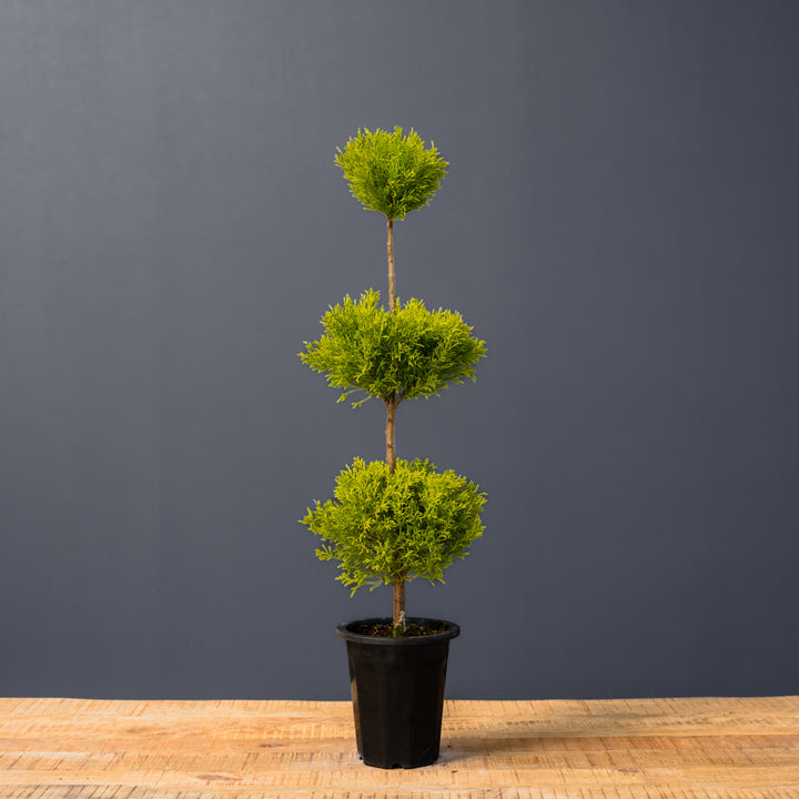 Lemon Cypress Topiary Triple Ball (Cupressus macrocarpa) 8 inch