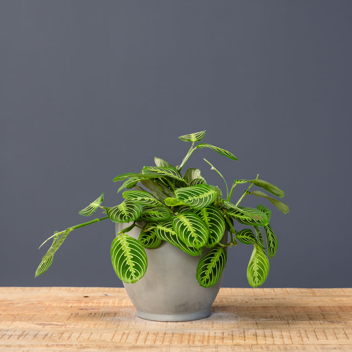 Lemon-Lime Prayer Plant (Maranta leuconeura 'Lemon Lime') 6 inch