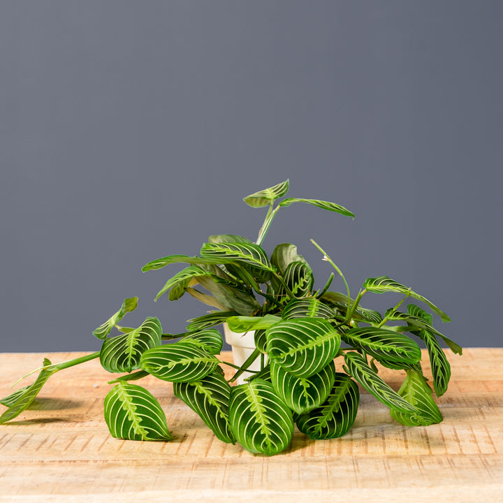 Lemon-Lime Prayer Plant (Maranta leuconeura 'Lemon Lime') 6 inch