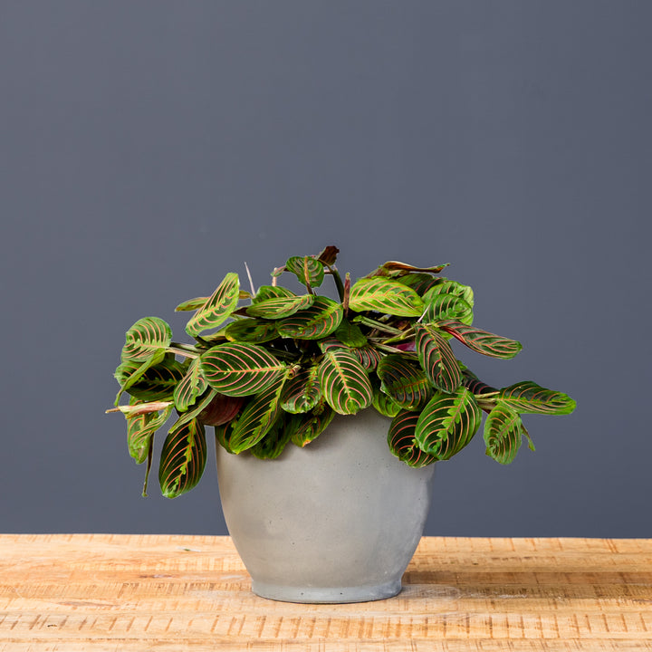 Red Prayer Plant (Maranta leuconeura 'Red') 6 inch