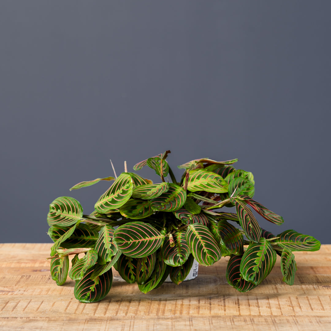 Red Prayer Plant (Maranta leuconeura 'Red') 6 inch