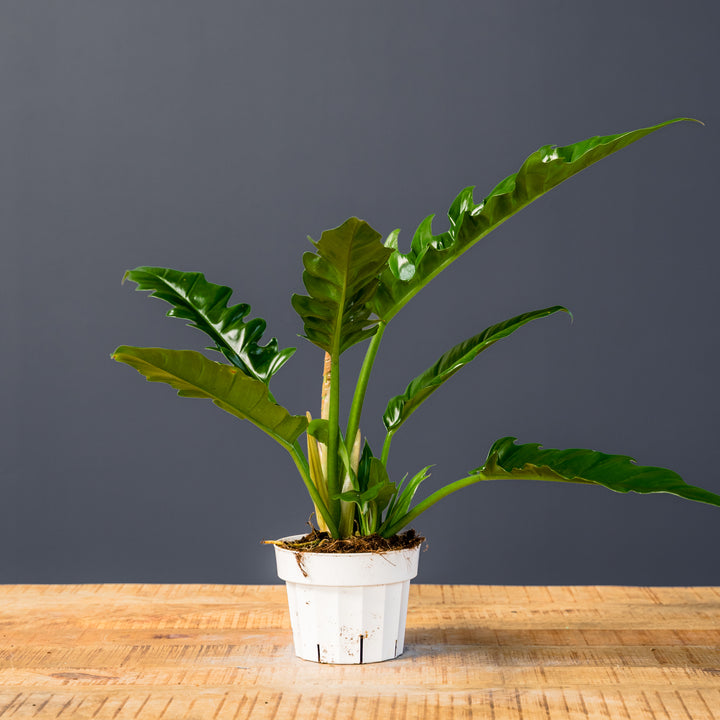 Philodendron Narrow (Philodendron selloum 'Narrow') 6 inch