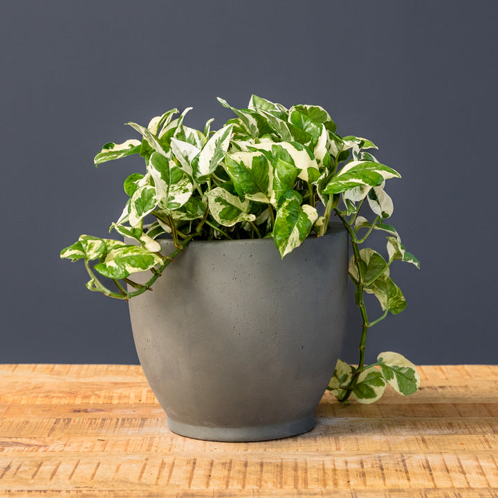 Njoy Pothos (Epipremnum aureum 'Njoy') 6 inch