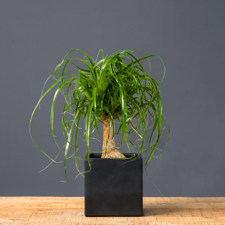 Ponytail Palm (Beaucarnea recurvata) 6 inch