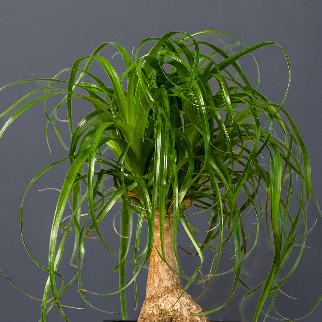 Ponytail Palm (Beaucarnea recurvata) 6 inch