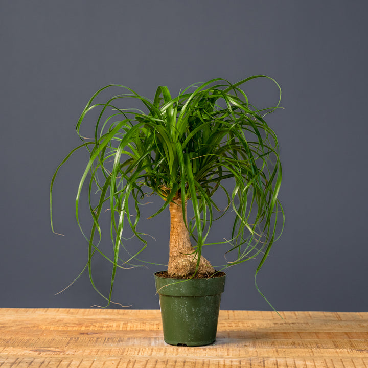 Ponytail Palm (Beaucarnea recurvata) 6 inch