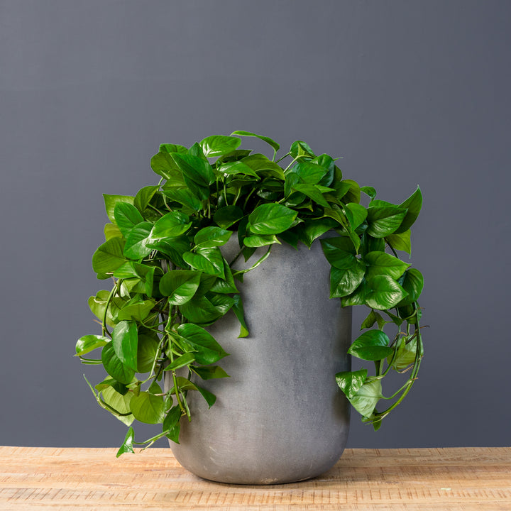 Jade Pothos (Epipremnum aureum 'Green Jade') 8 inch