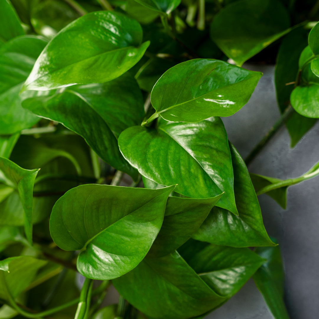 Jade Pothos (Epipremnum aureum 'Green Jade') 8 inch