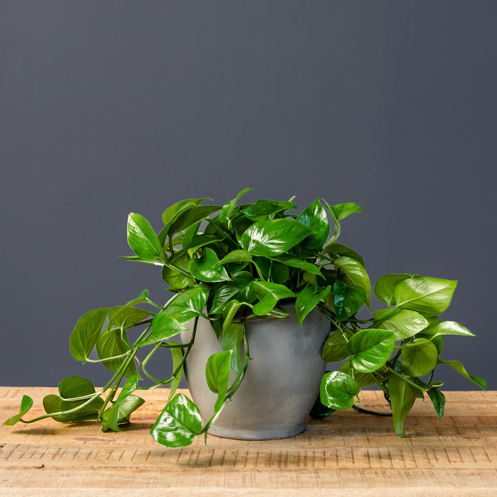 Jade Pothos (Epipremnum aureum 'Green Jade') 6 inch