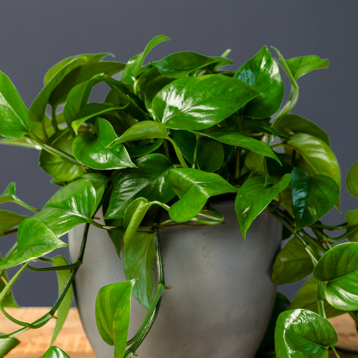 Jade Pothos (Epipremnum aureum 'Green Jade') 6 inch