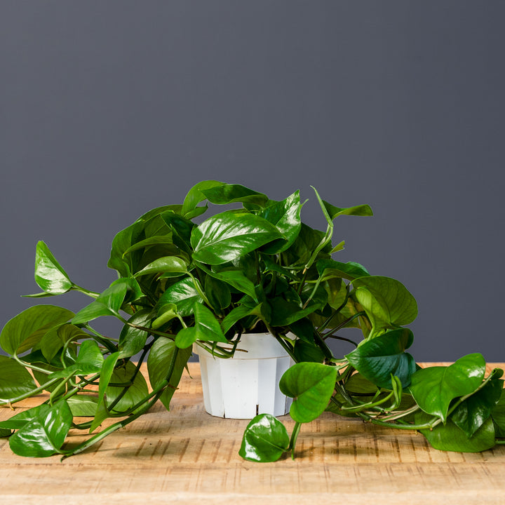 Jade Pothos (Epipremnum aureum 'Green Jade') 6 inch