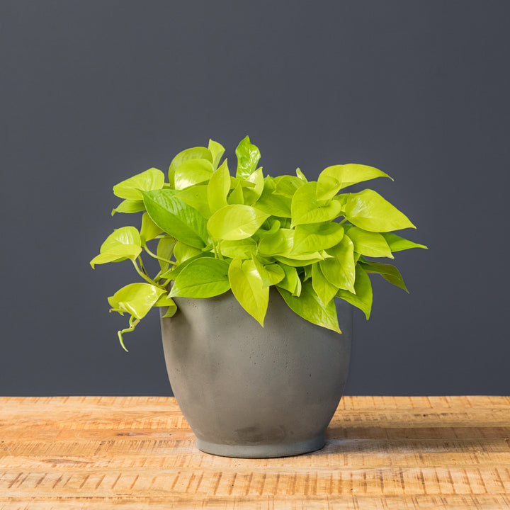 Pothos Neon (Epipremnum aureum 'Neon') 6 inch