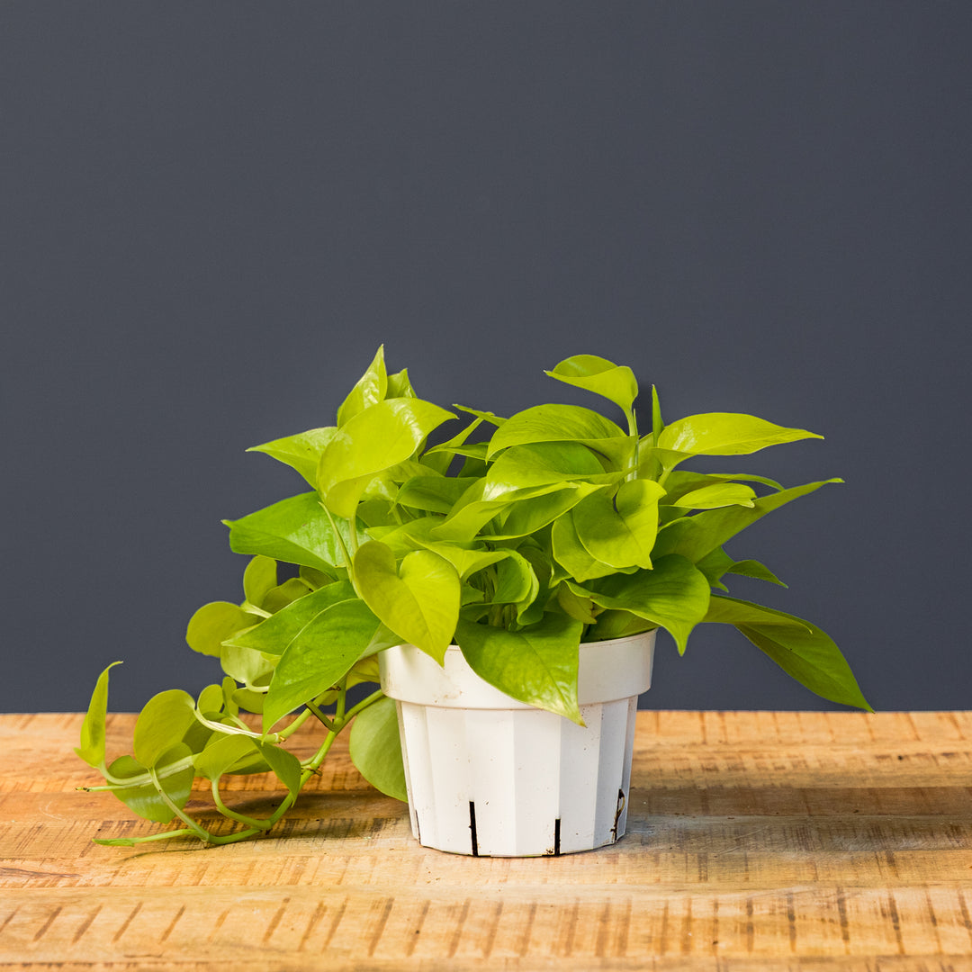 Pothos Neon (Epipremnum aureum 'Neon') 6 inch