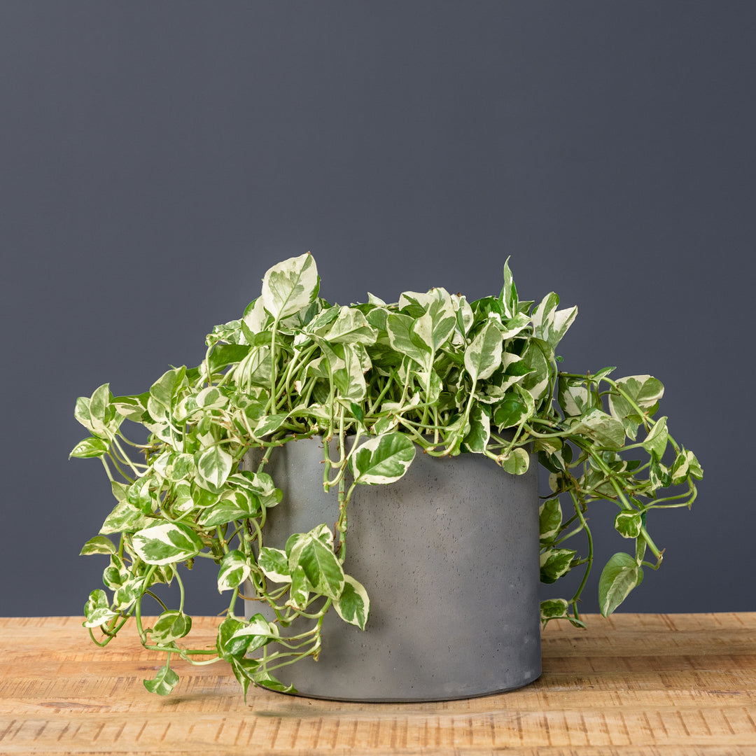 Njoy Pothos (Epipremnum aureum 'Njoy') 8 inch