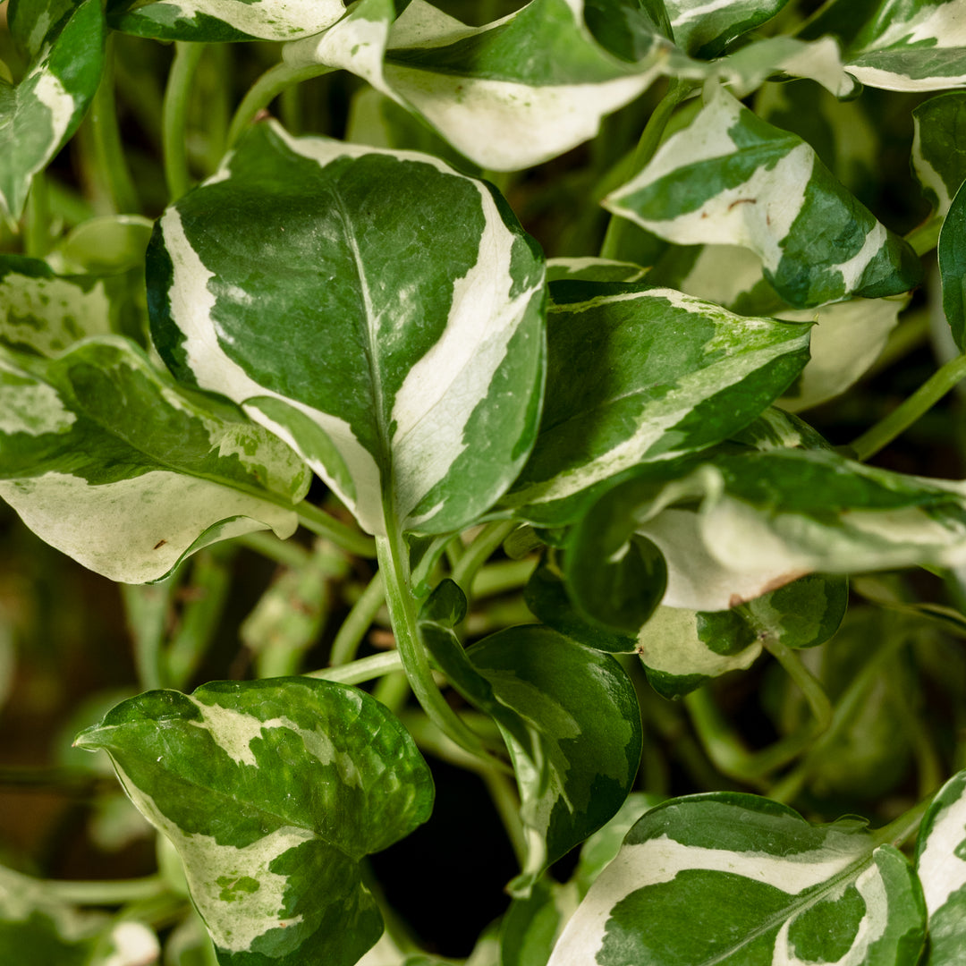 Njoy Pothos (Epipremnum aureum 'Njoy') 8 inch