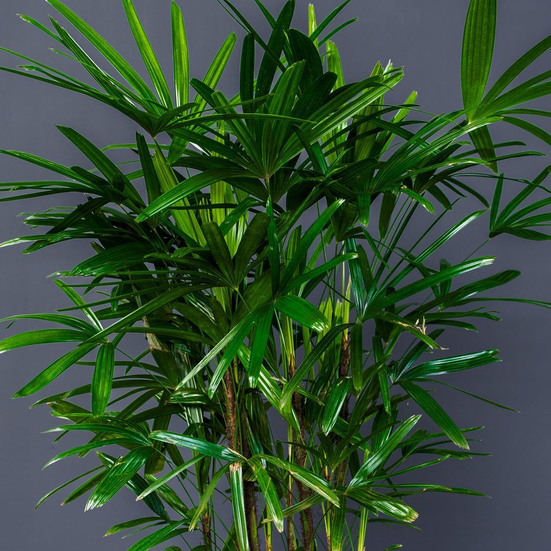 Rhapis Palm (Rhapis excelsa) 14 inch