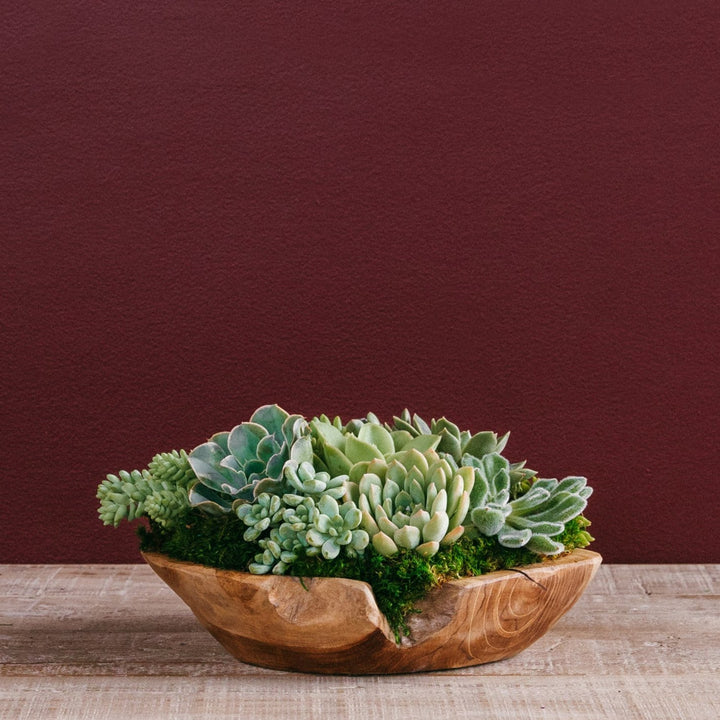 Succulent Centerpiece Bowl