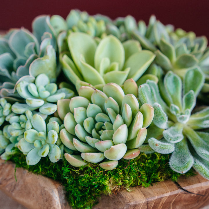 Succulent Centerpiece Bowl