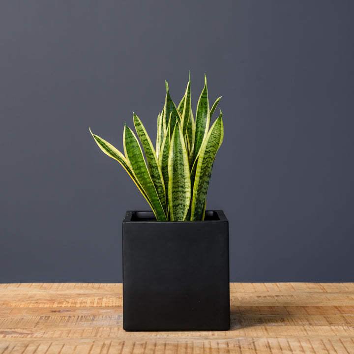 Snake Plant (Sansevieria Trifasciata Laurentii) 6 inch