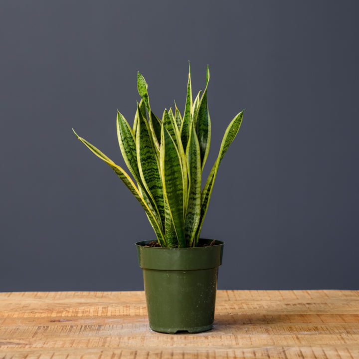 Snake Plant (Sansevieria Trifasciata Laurentii) 6 inch