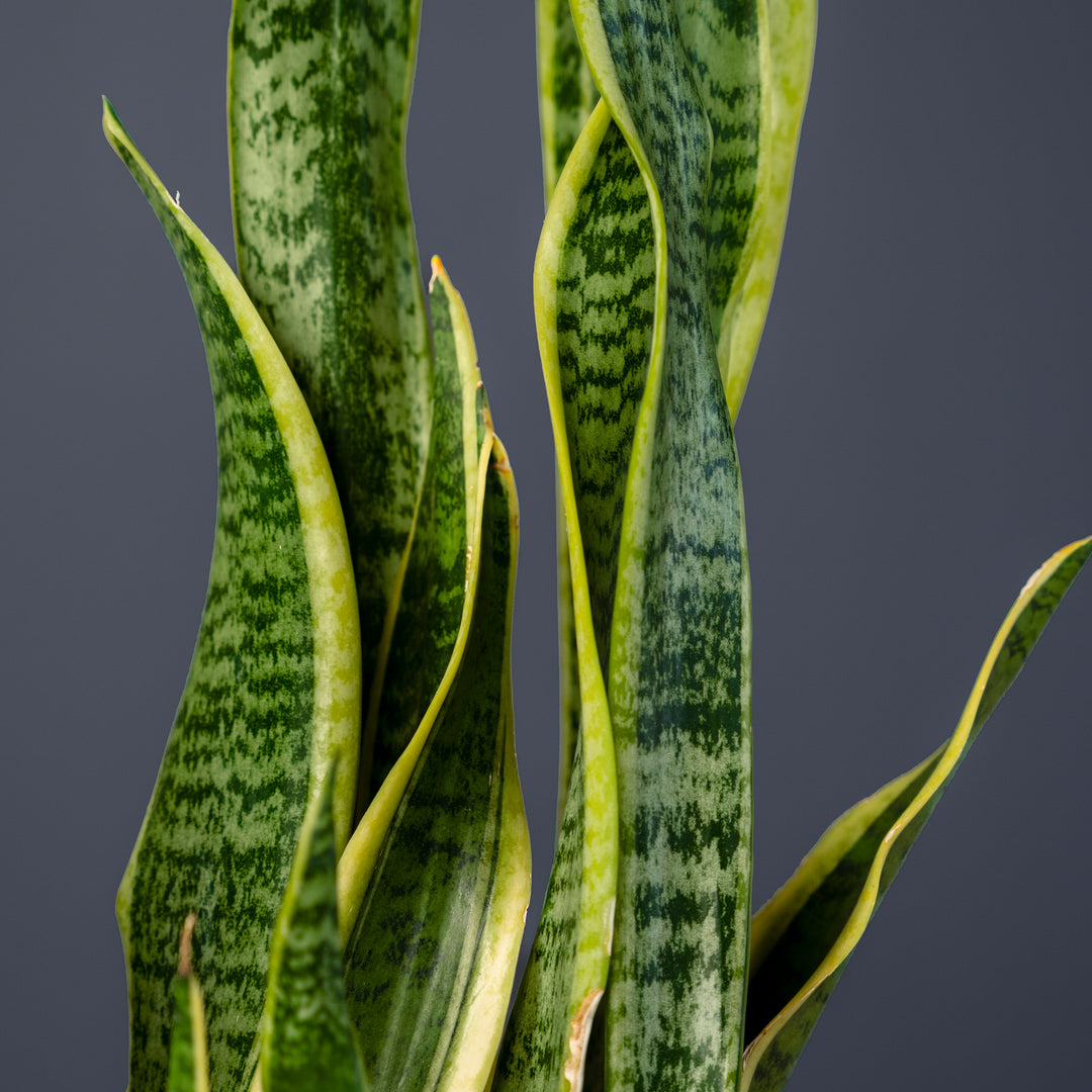 Snake Plant (Sansevieria Trifasciata Laurentii) 8 inch