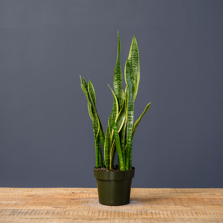 Snake Plant (Sansevieria Trifasciata Laurentii) 8 inch