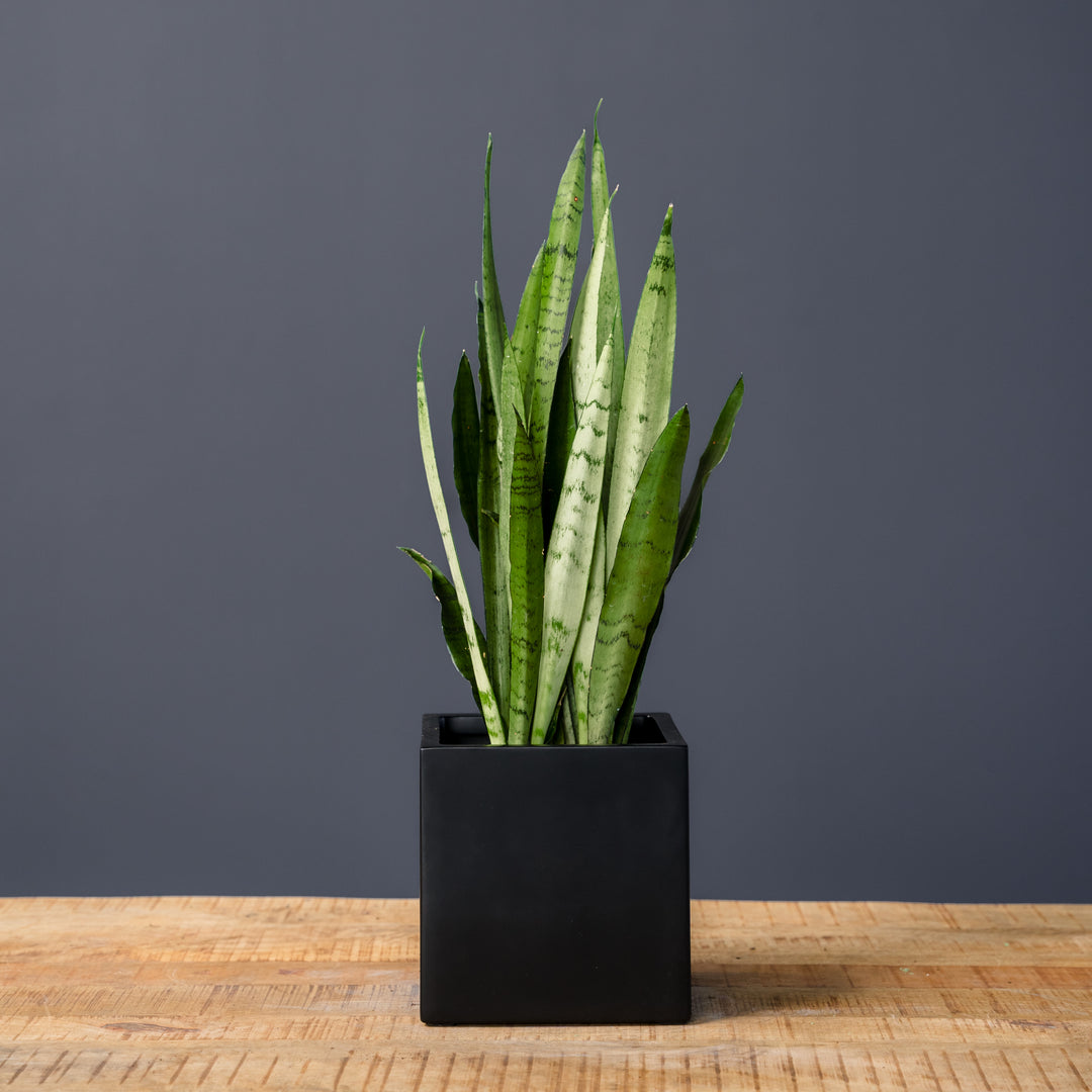 Snake Plant (Sansevieria Spearmint) 6 inch