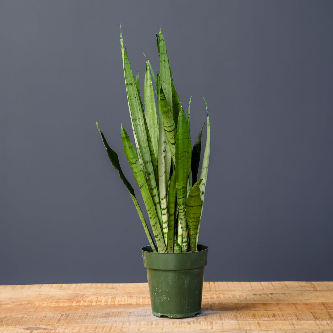 Snake Plant (Sansevieria Spearmint) 6 inch