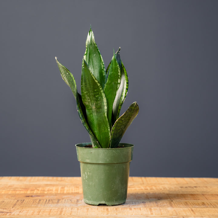 Snake Plant (Sansevieria 'Whitney') 6 inch