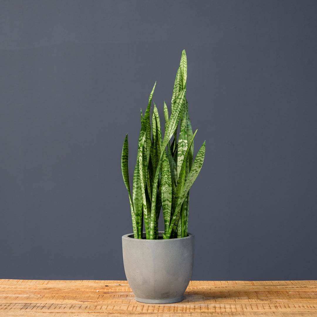 Snake Plant (Sansevieria Zeylanica) 8 inch